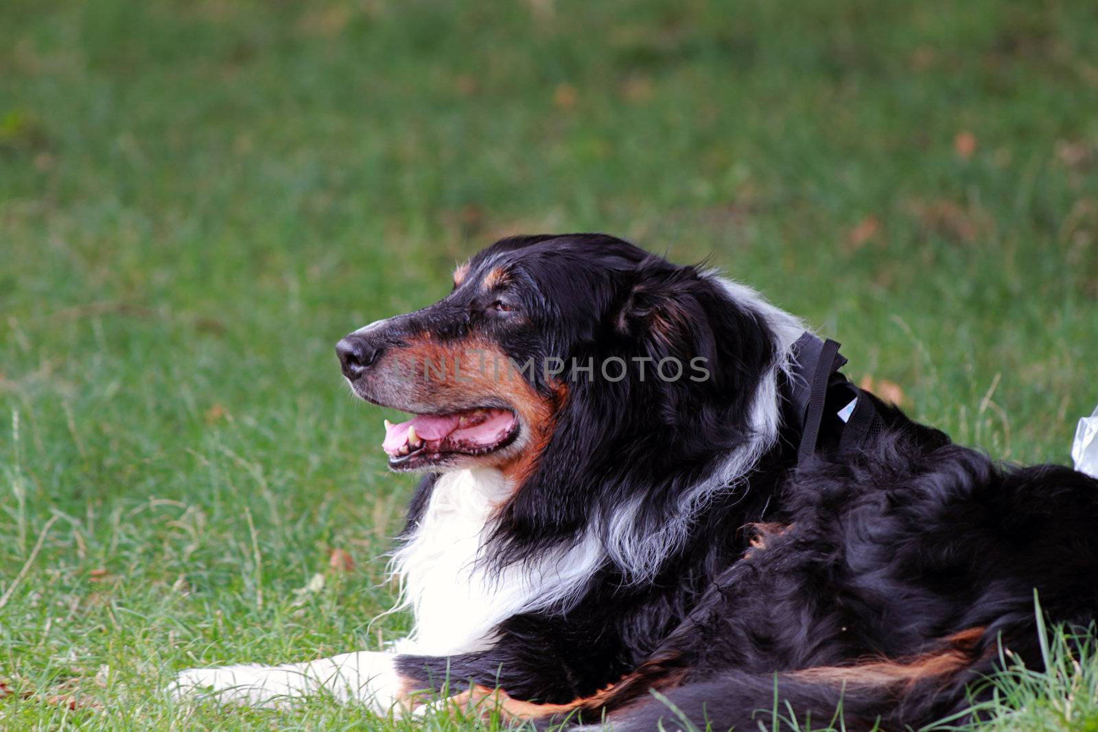 dog relaxing on a field, Como lake