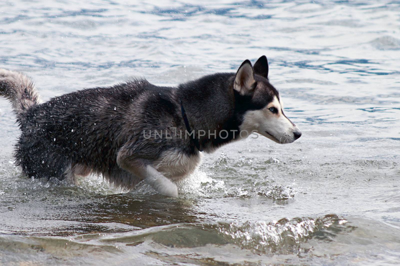 young husky waiting for the ball to catch