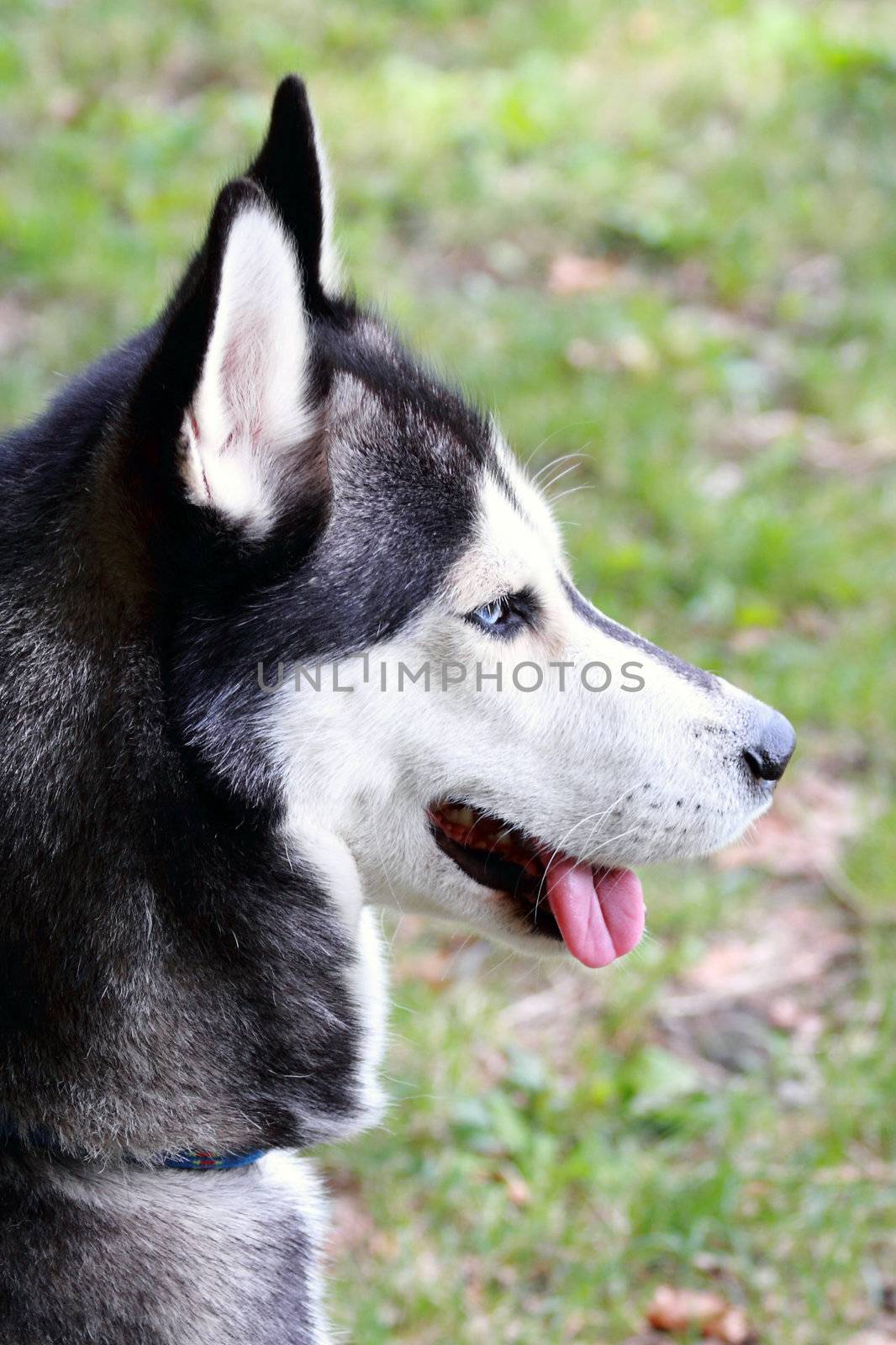 young husky waiting for the ball to catch