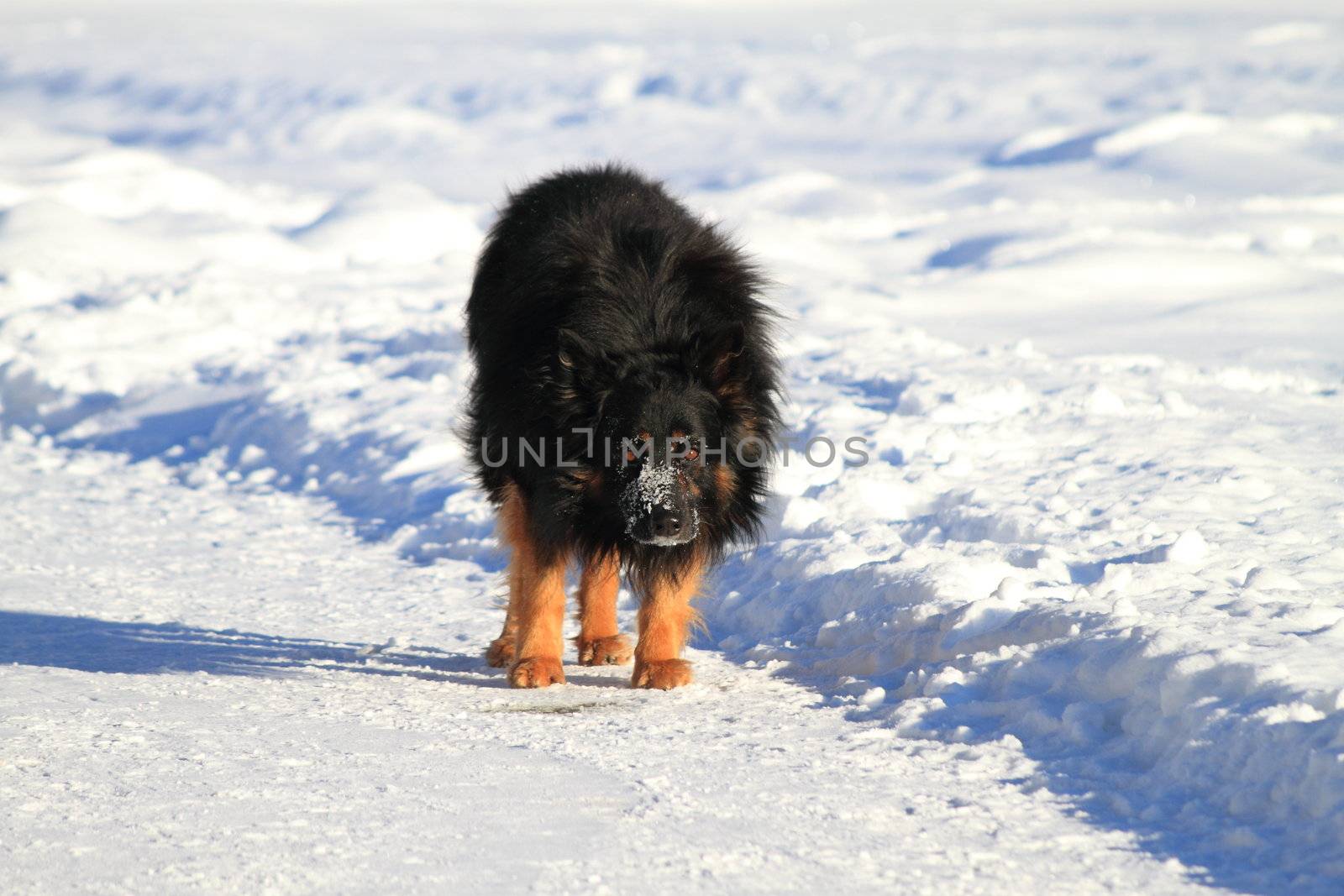 Dogs in the swiss snow looking at me