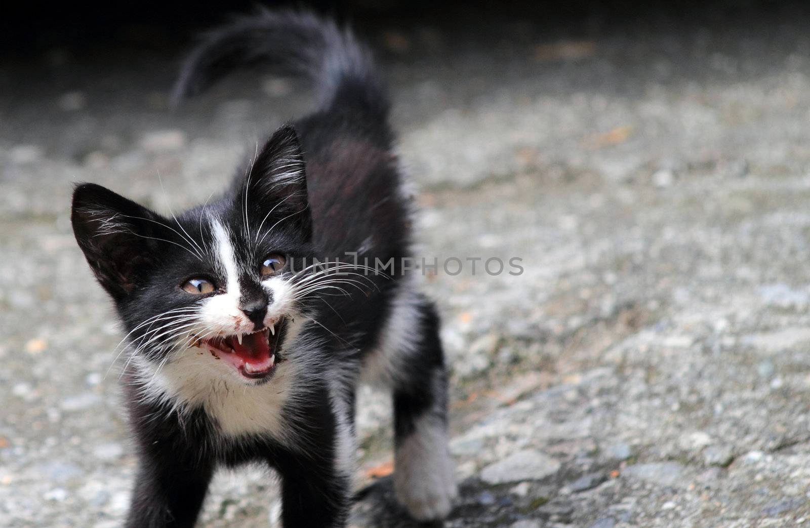 little cat waiting for food in a little square 