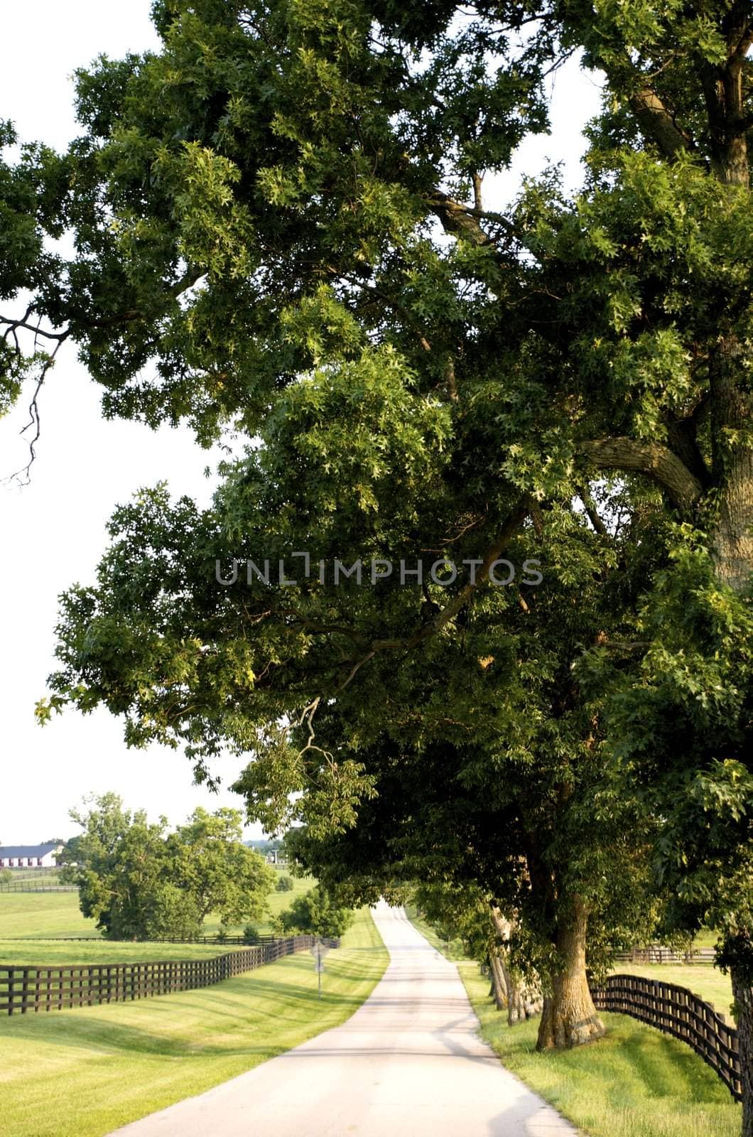 Kentucky Country Road