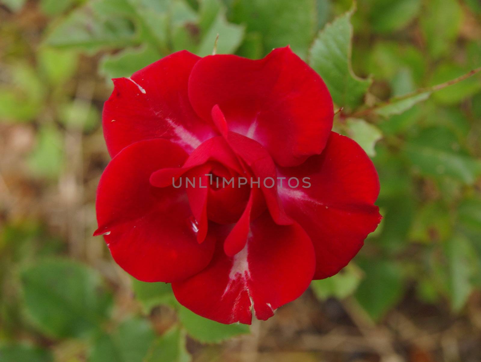 red minirose with drop water
