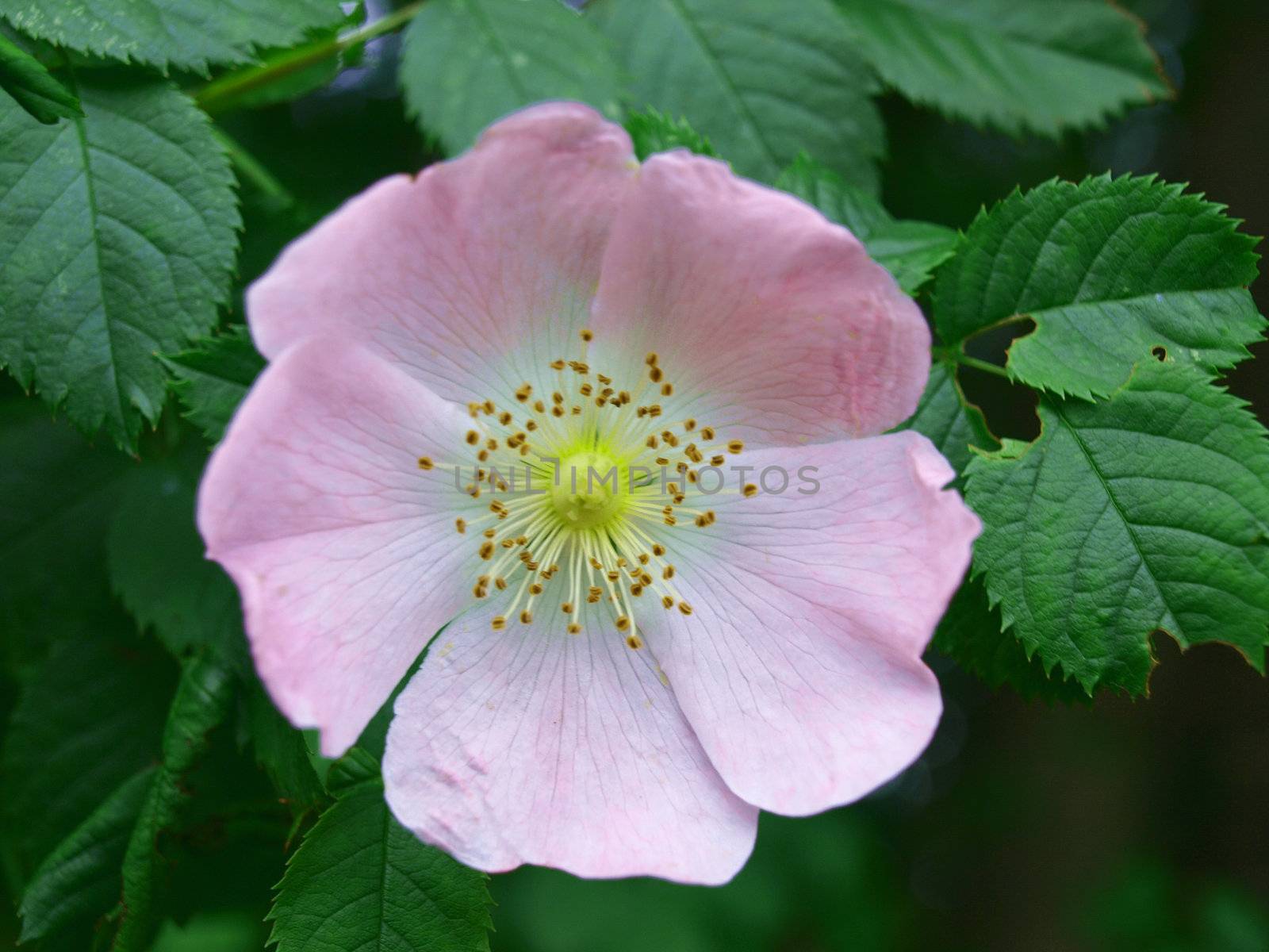 flower of dog-rose by renales