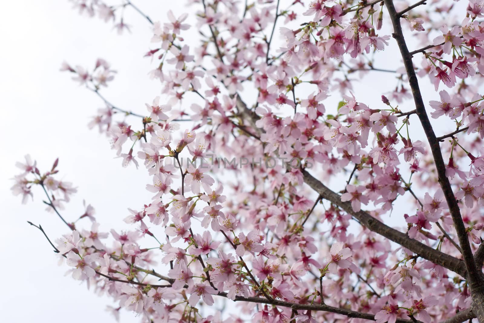 Pink cherry blossoms by jrtb