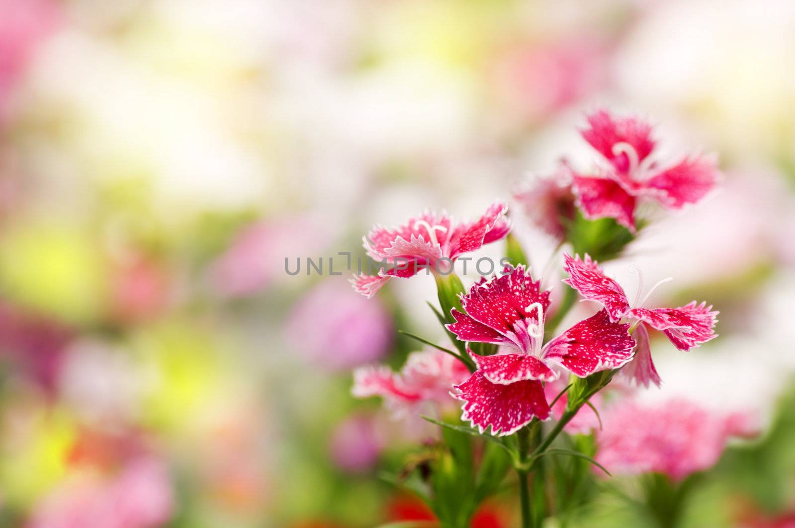 Dianthus chinensis flower by szefei