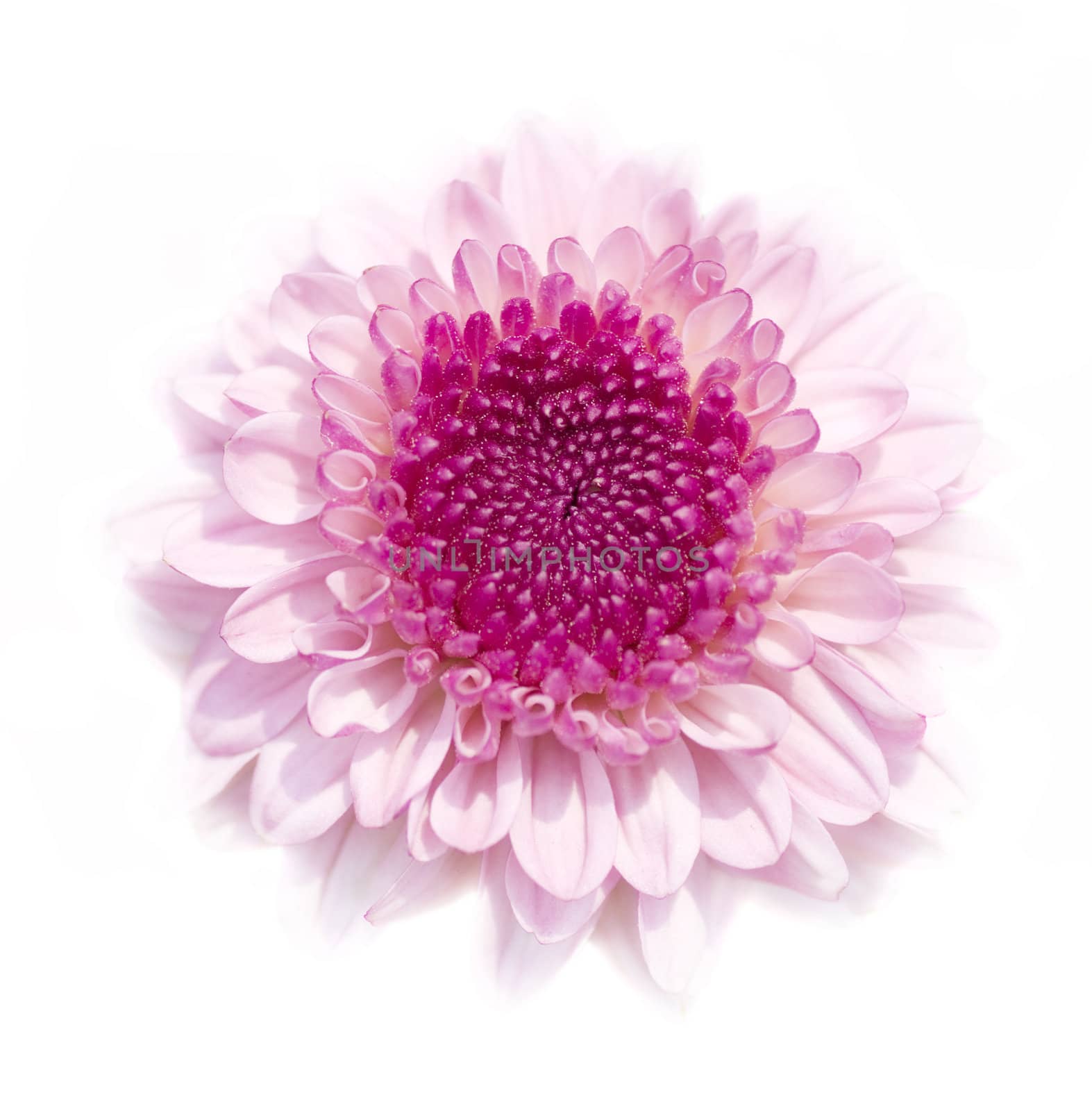 Pink Chrysanthemum isolated on white background (high key).