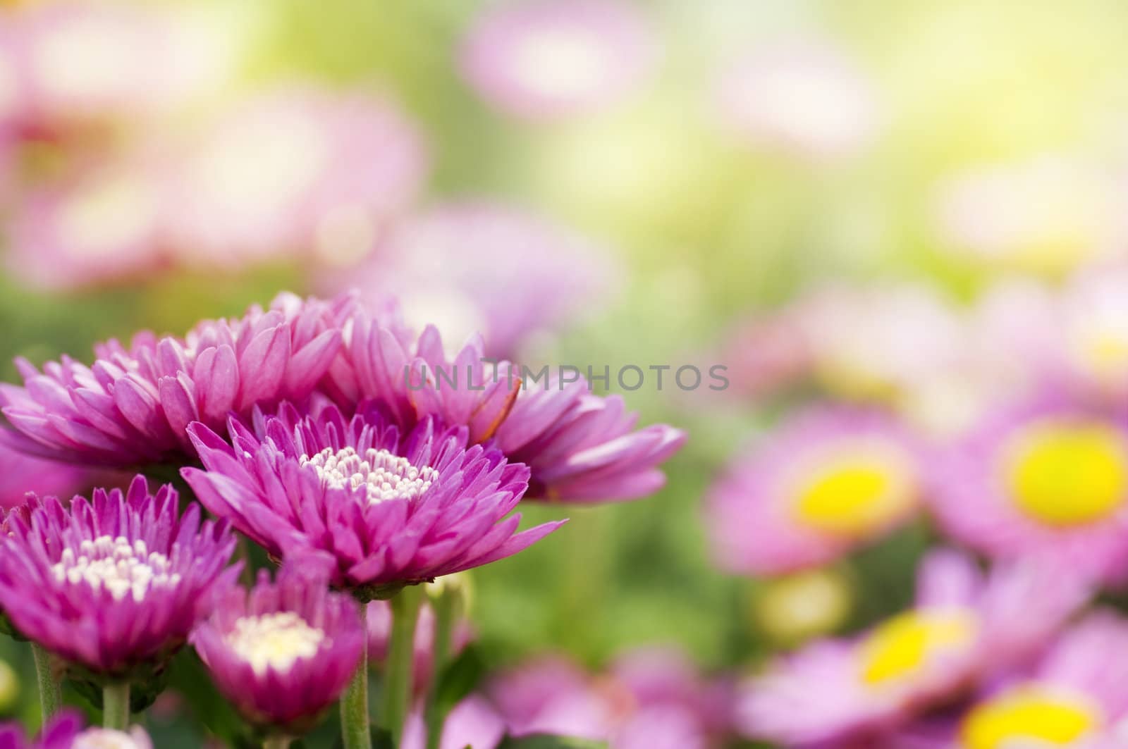 Chrysanthemum field in a morning, shallow depth of field.