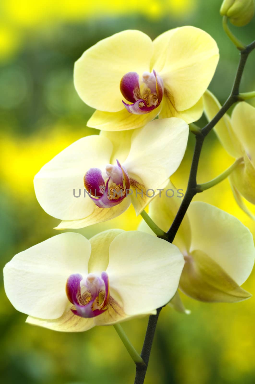 Close up Yellow Moth Orchid on branch.