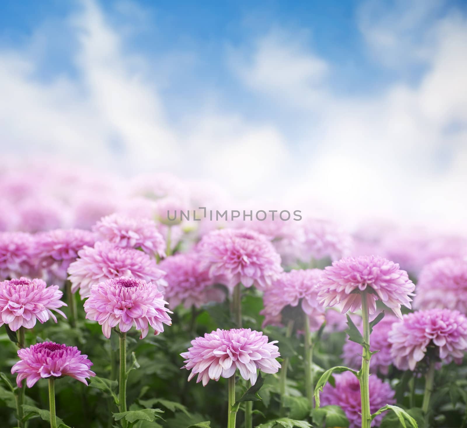 Chrysanthemum field in a morning with sky as background.