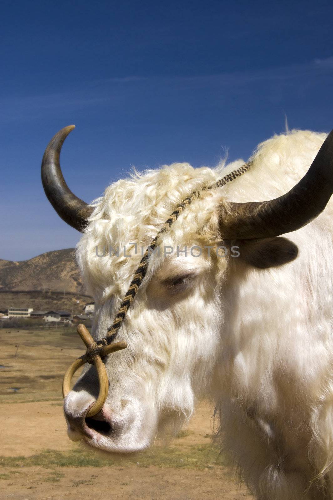 Close up Tibetan Yak portrait. 