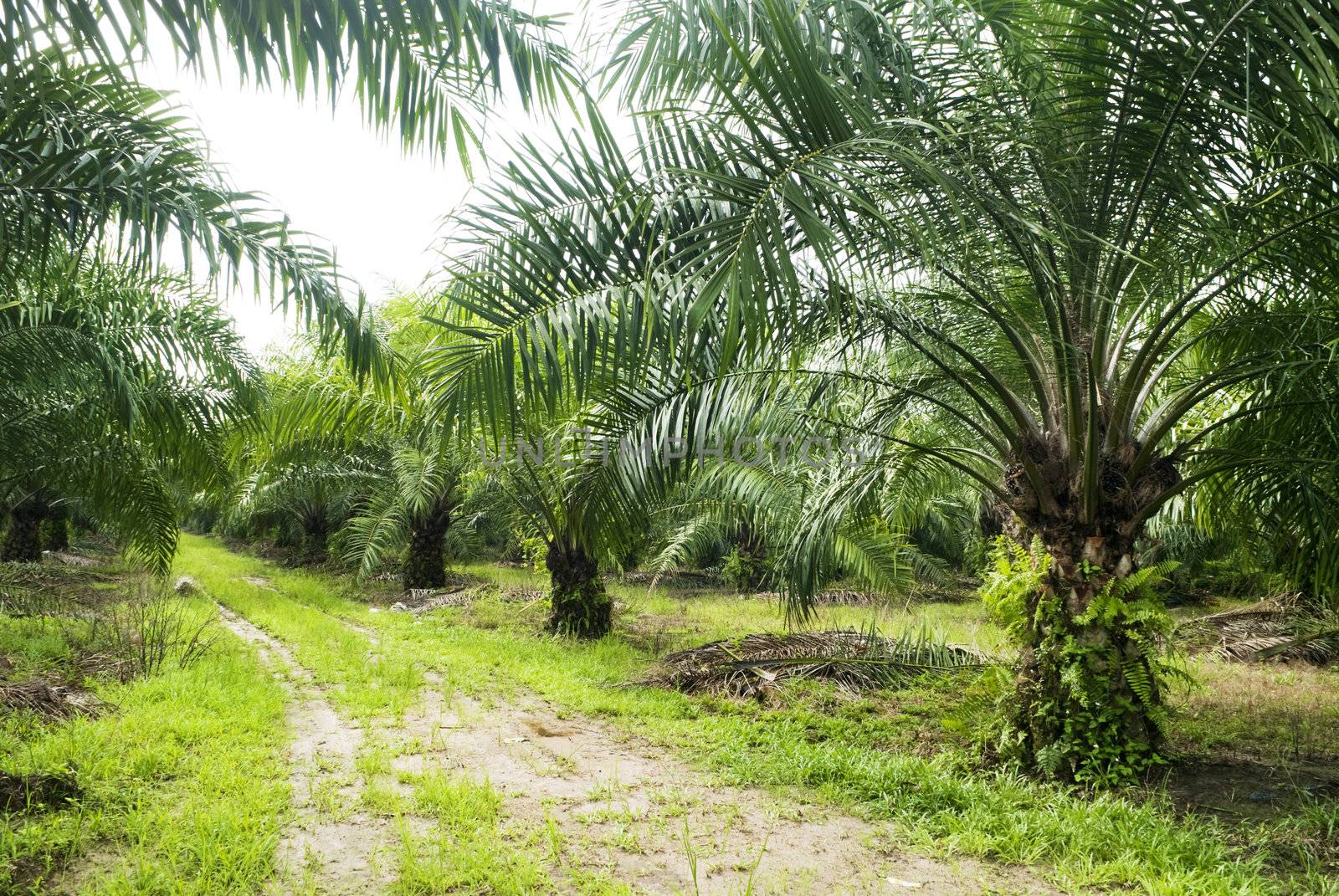 Palm oil to be extracted from its fruits. Fruits turn red when ripe. Photo taken at palm oil plantation in Malaysia, which is also the world largest palm oil exporting country.