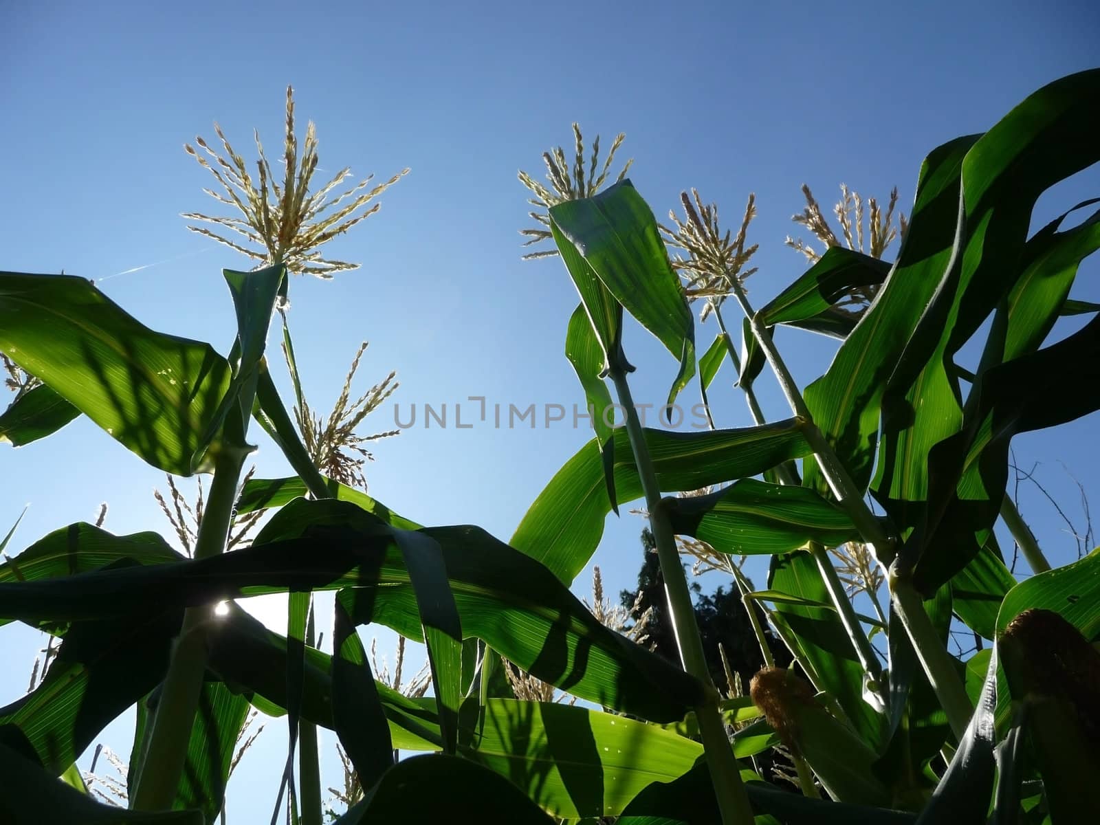 Some corn growing in a country field. 