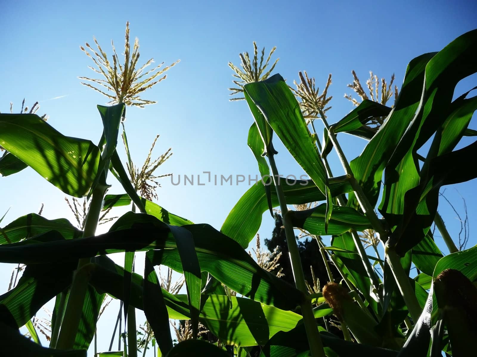 Some corn growing in a country field. 