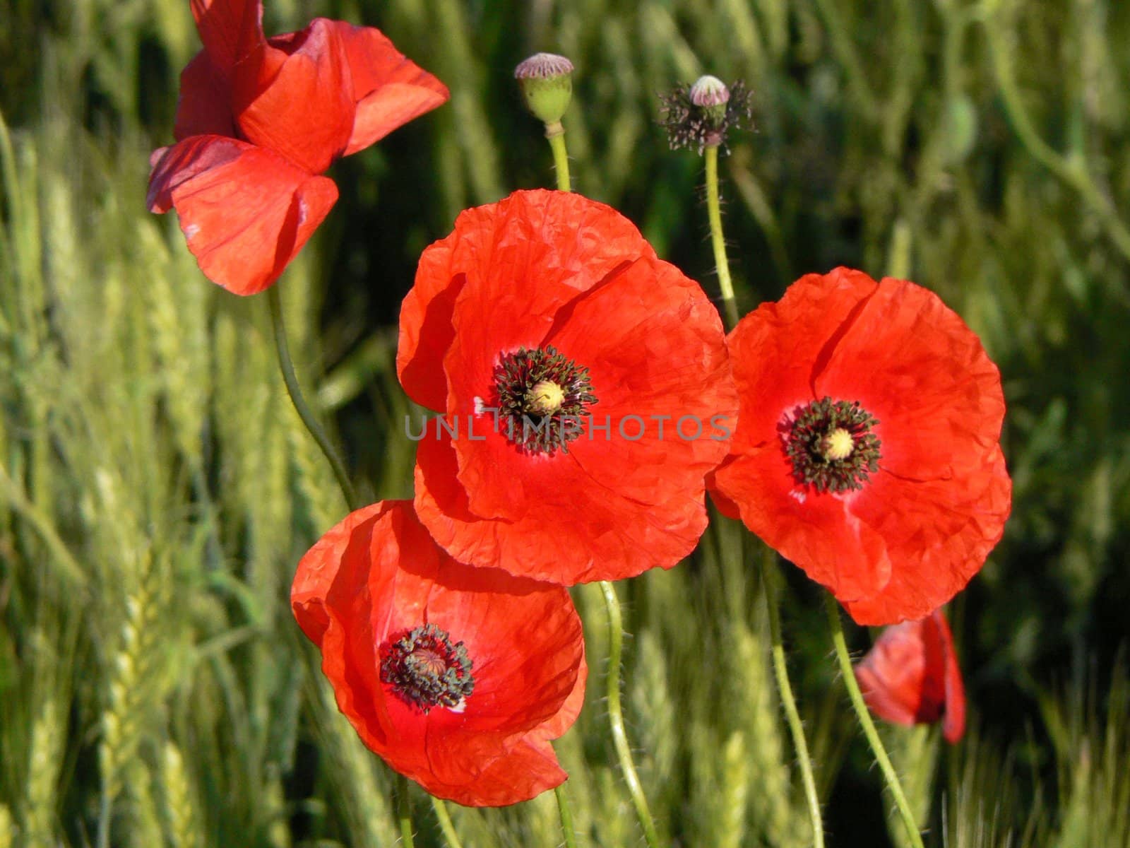 A red poppy in the green field