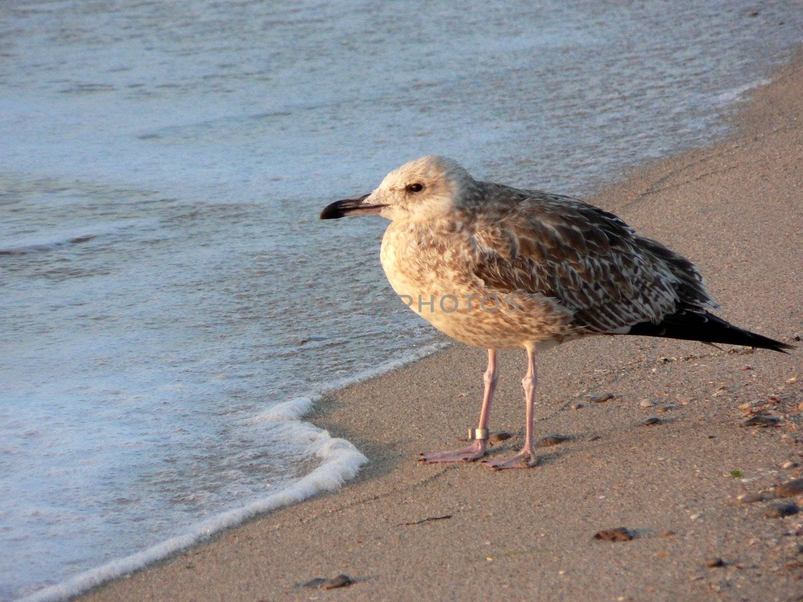 The seagull on the seashore