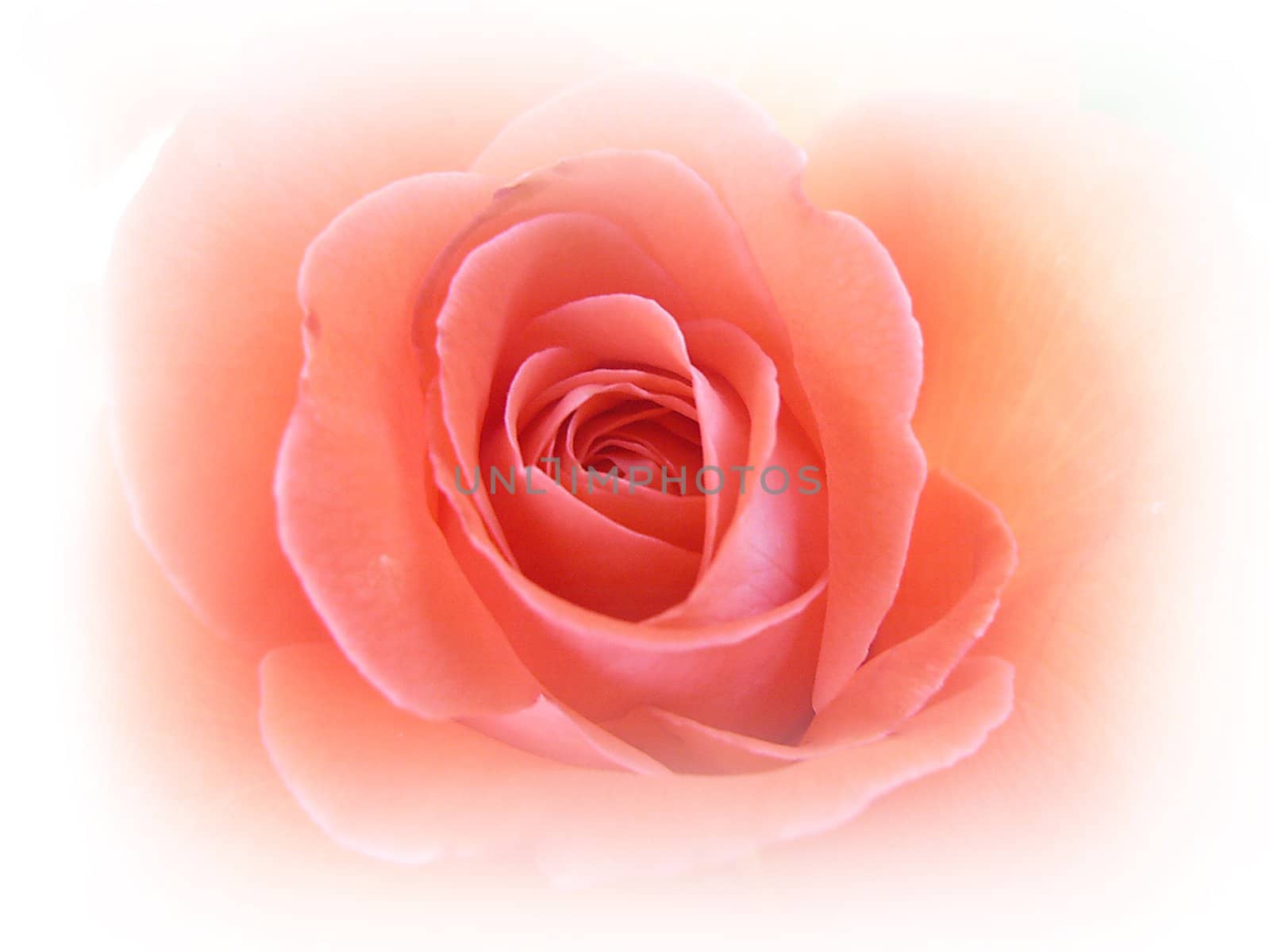 Pink rose by satinka