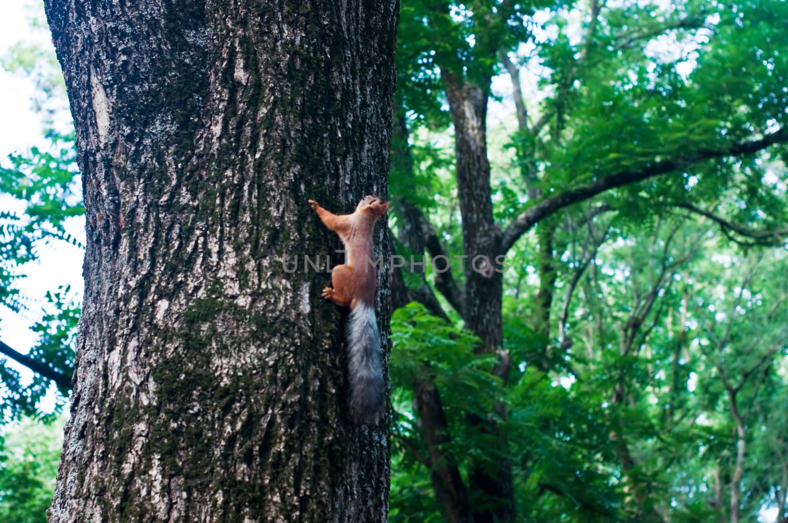 Red squirrel sitting on the tree by alena0509