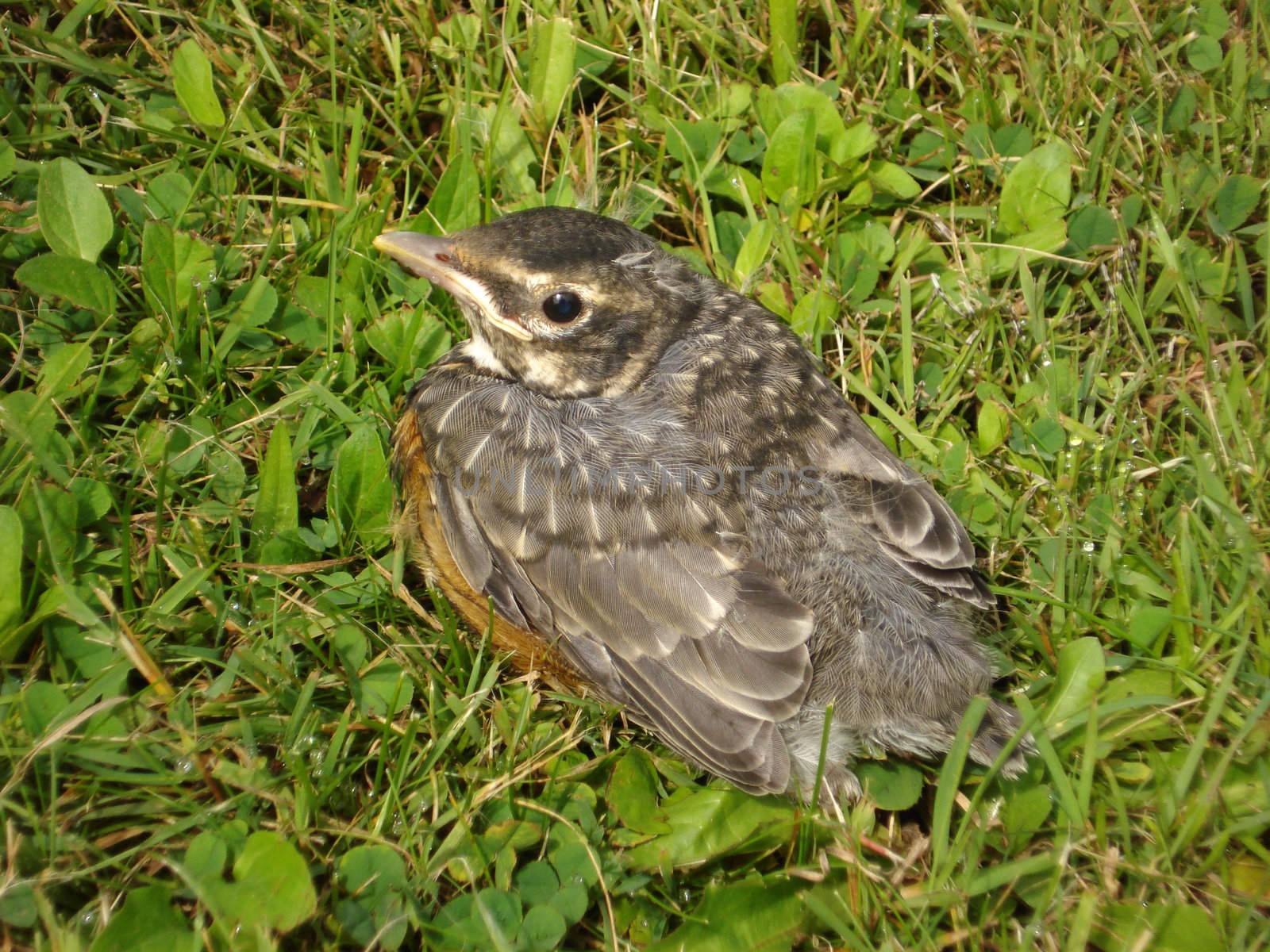 A young robin is resting on the grass, shot from above.                               