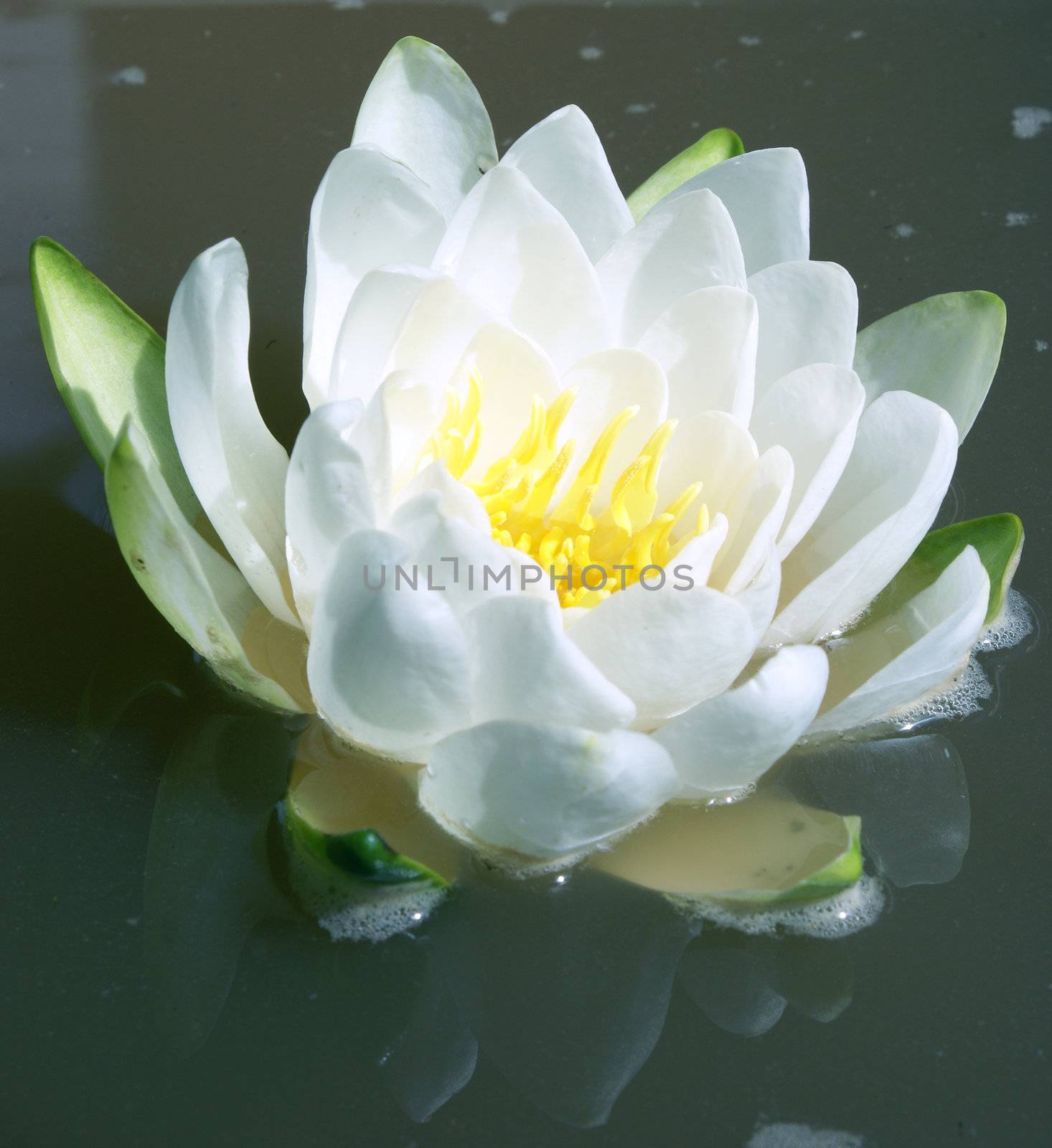 Water Lily by AlphaBaby