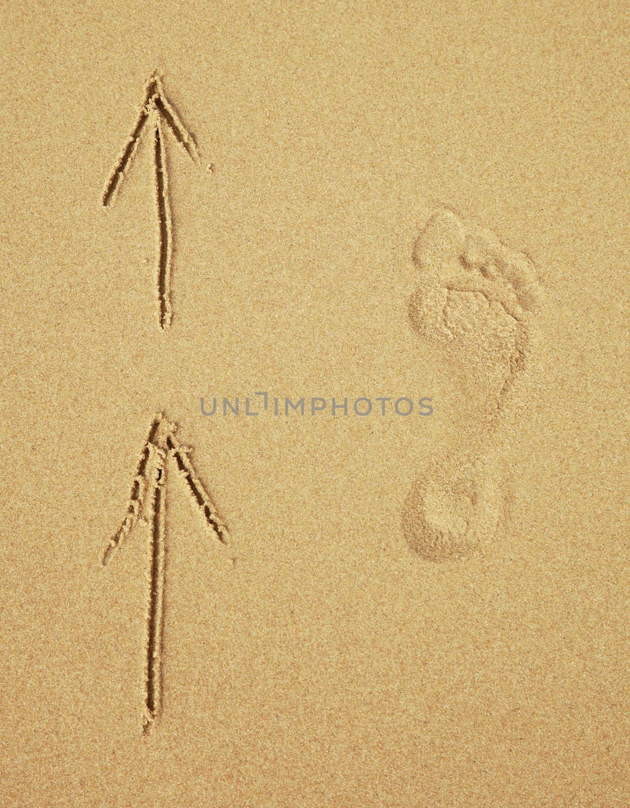 Trace of a human foot on the sand and arrows. Tourist traffic.