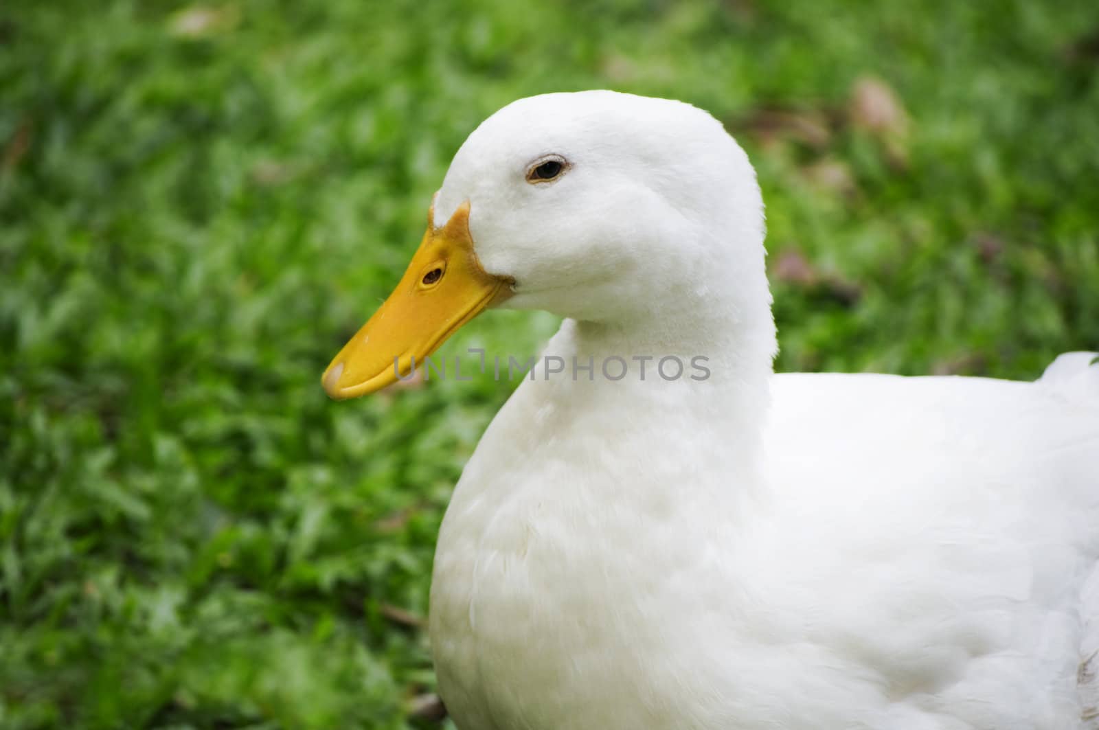 White duck on a green lawn 