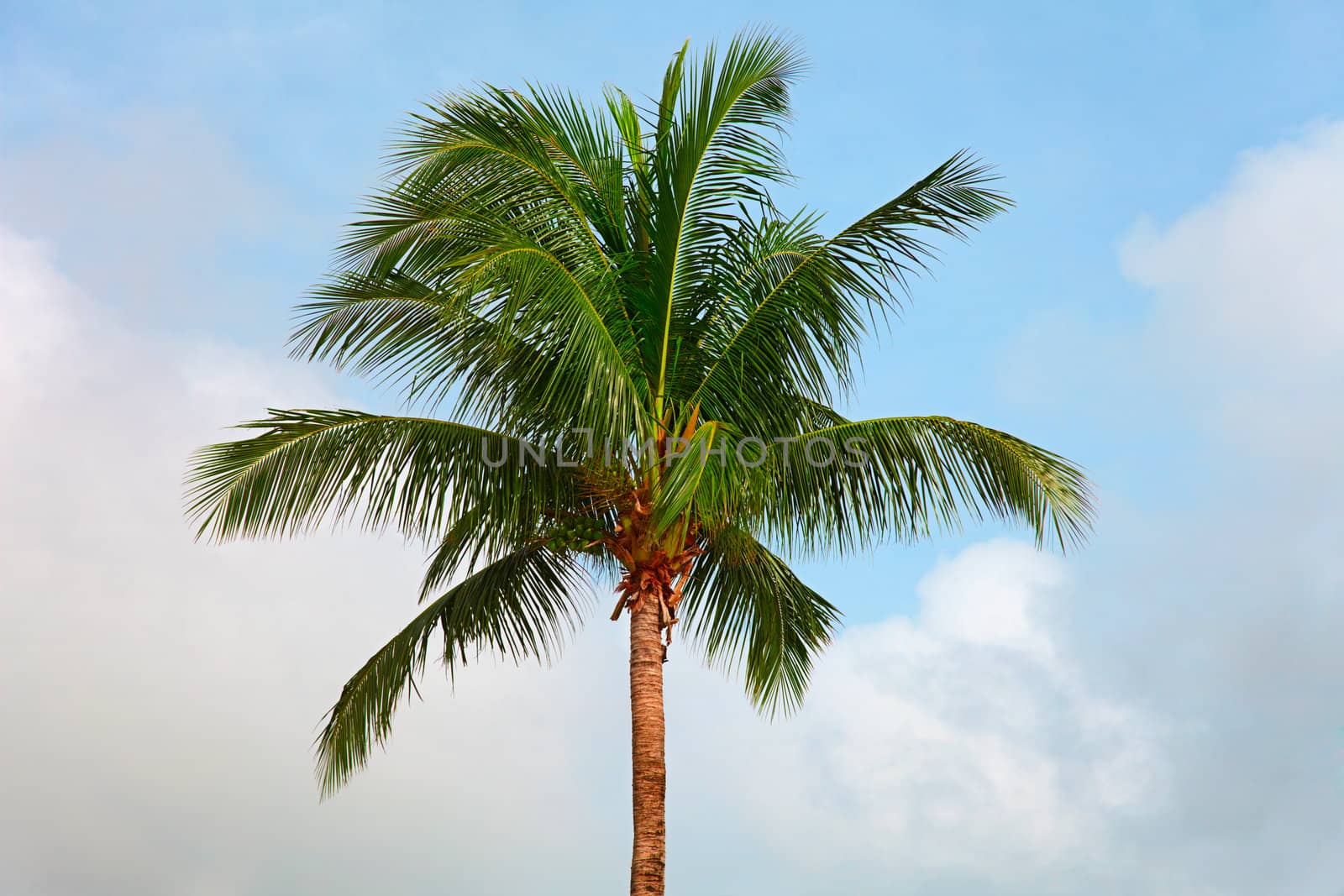 The top of a coconut tree on blue sky background