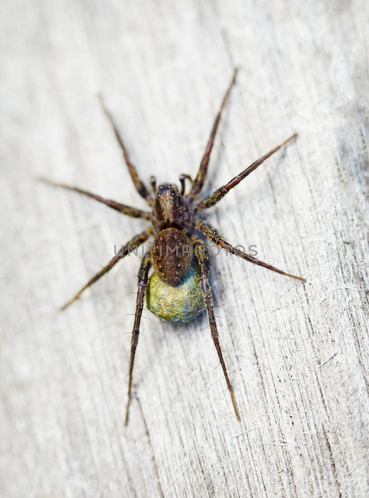 Brown spider on the wood surface - Lycosidae