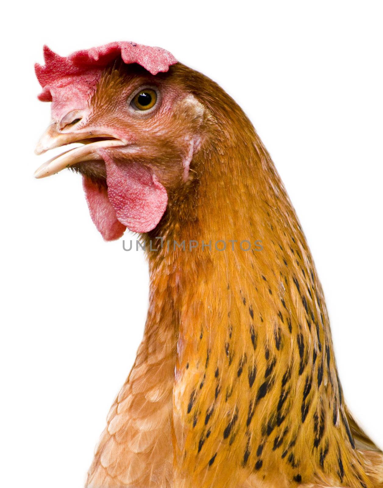 Portrait of a curious brown hen.