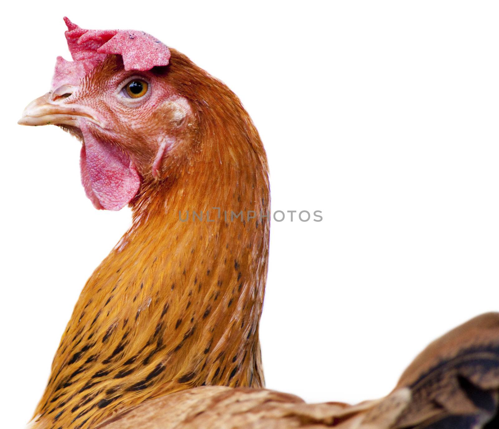 Portrait of a curious brown hen.