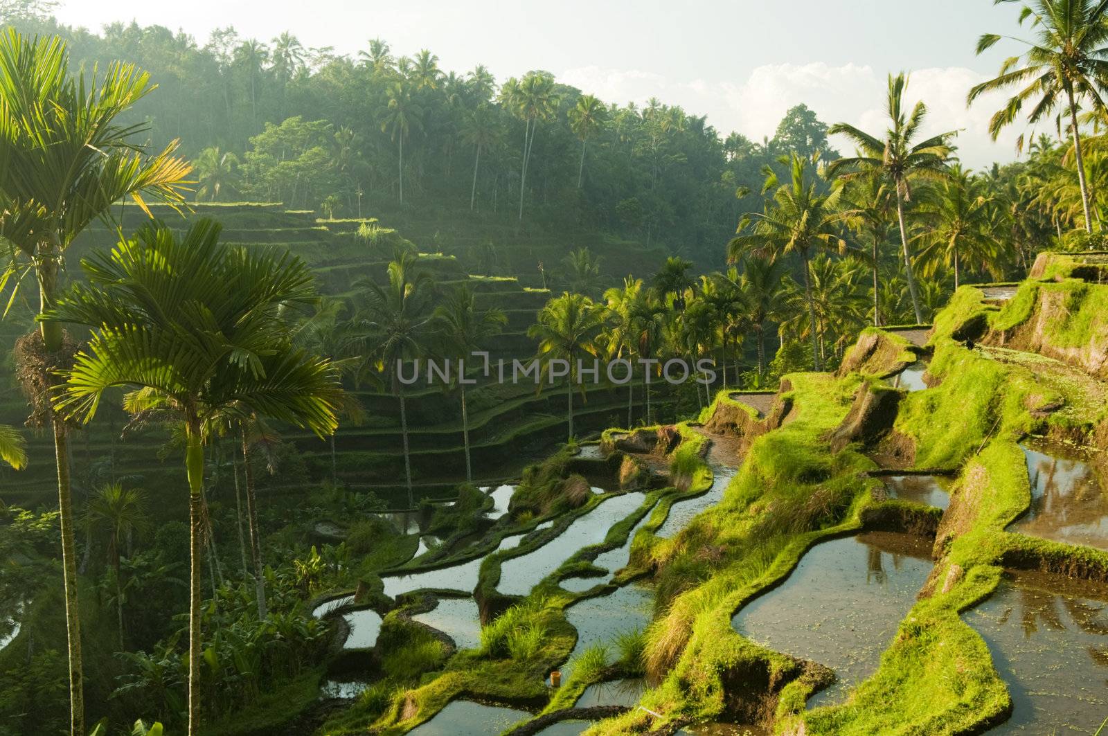 Terrace rice fields in morning sunrise, Bali, Indonesia.
