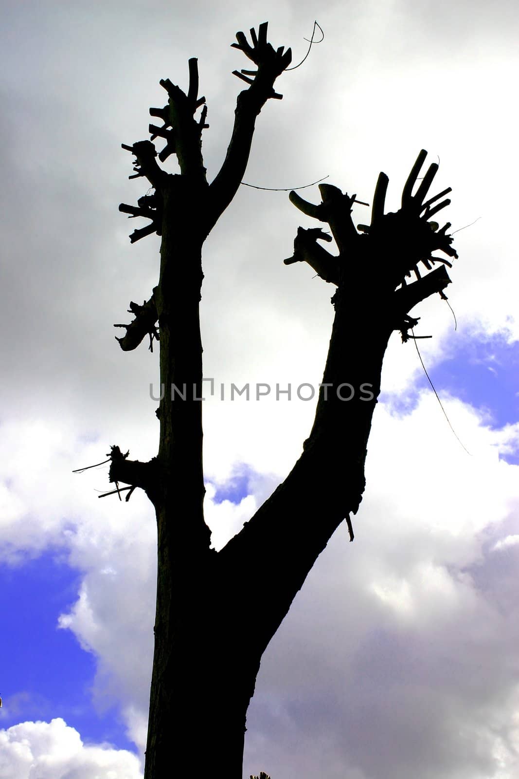 Silhouette of Pruned Tree Trunk