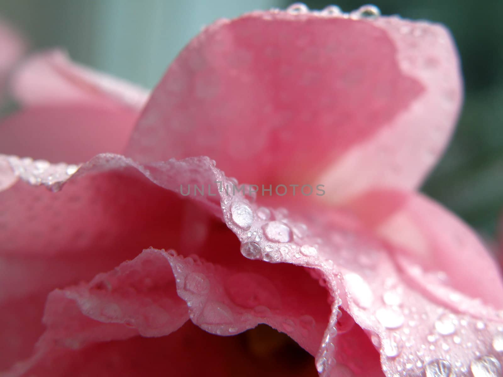 Fine flowers of a rose stand in a vase with water