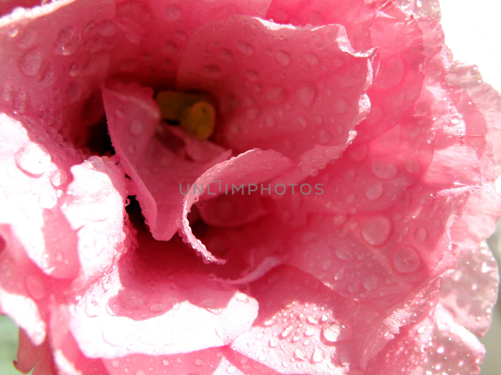 Fine flowers of a rose stand in a vase with water