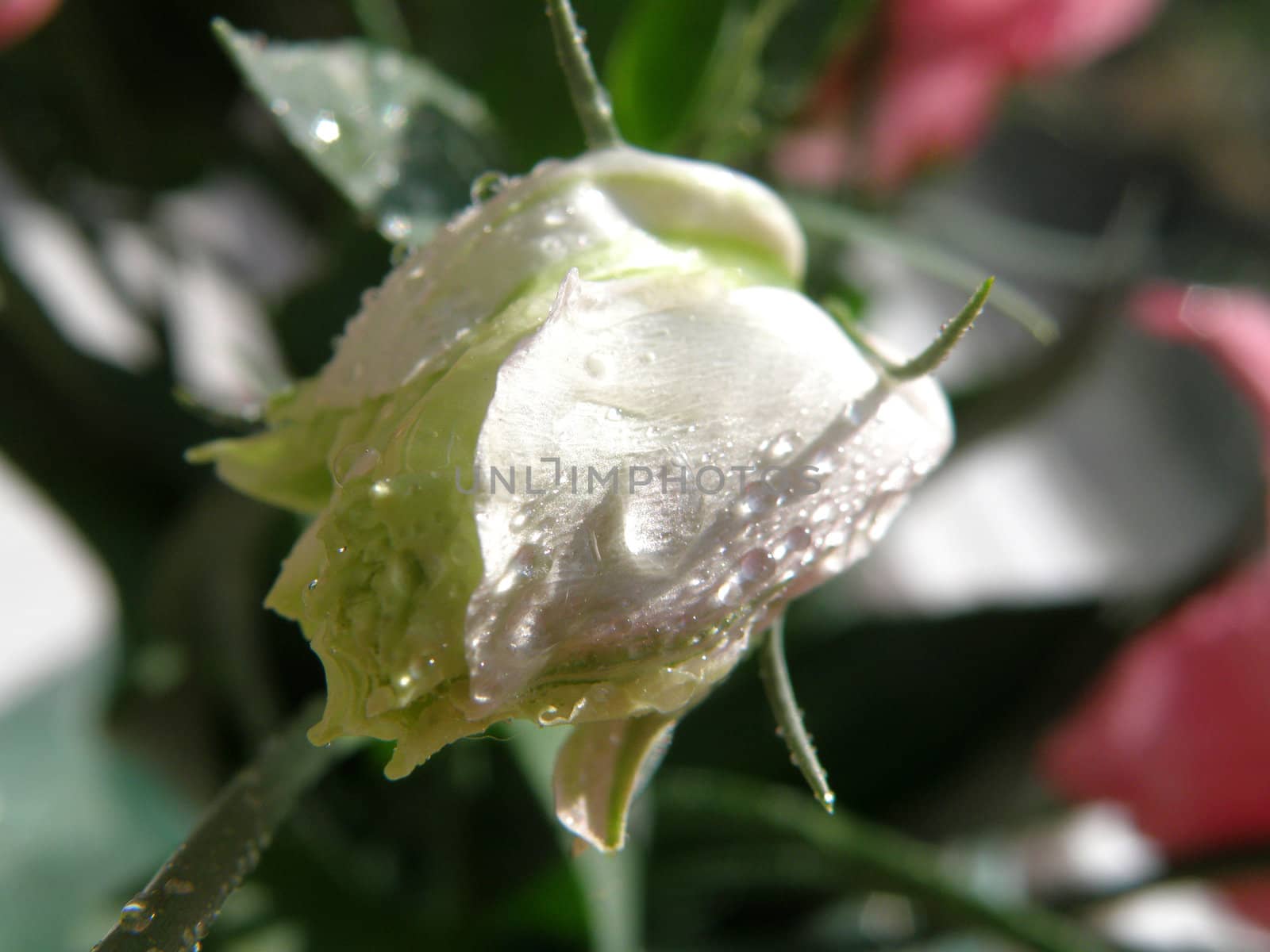 Fine flowers of a rose stand in a vase with water  