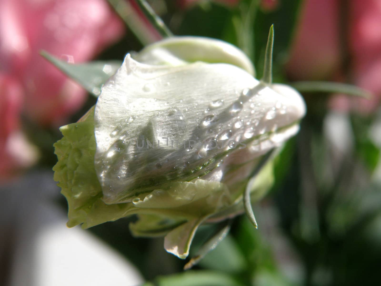 Fine flowers of a rose stand in a vase with water