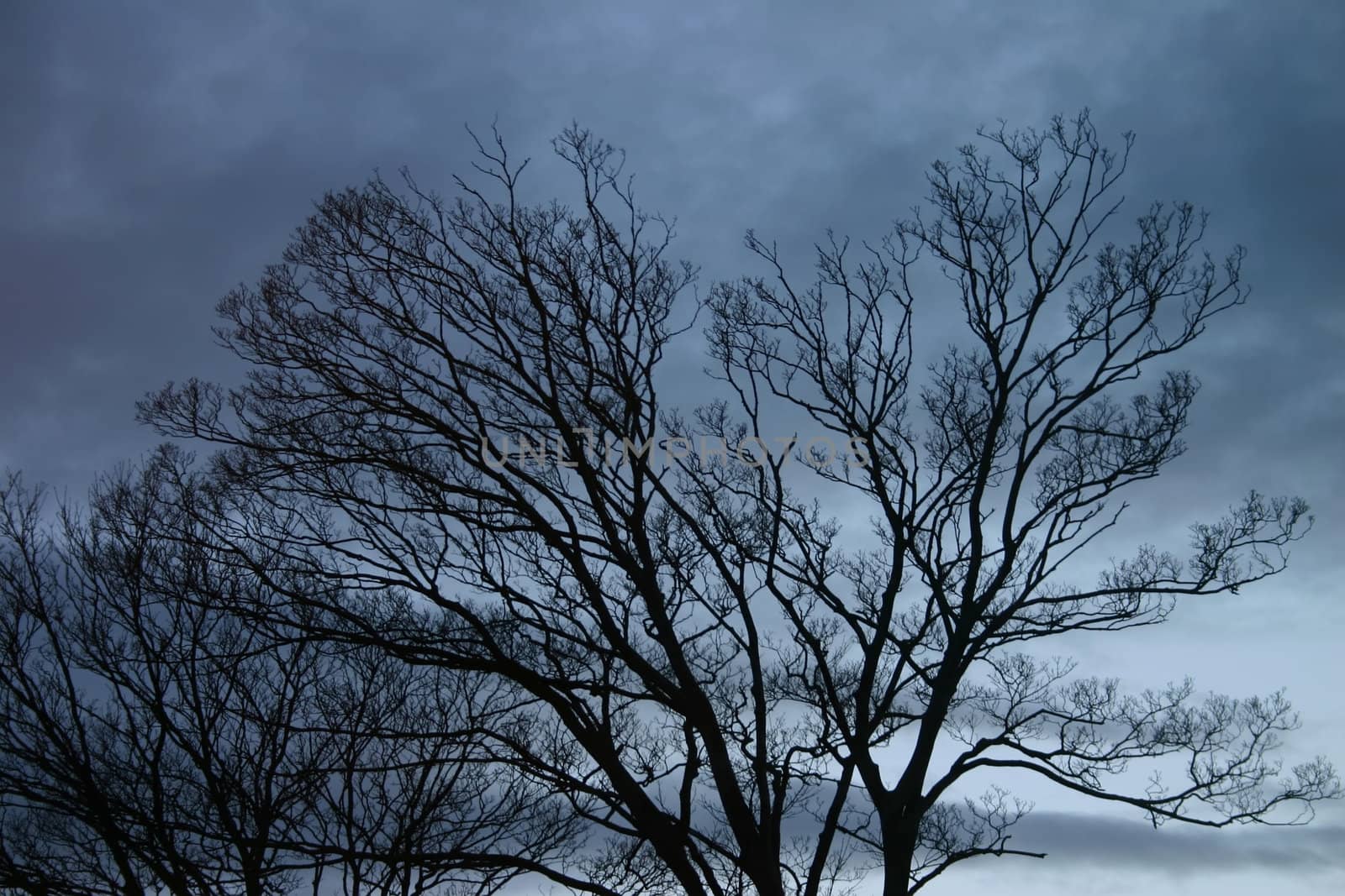 Winter Trees on a Stormy Evening by green308