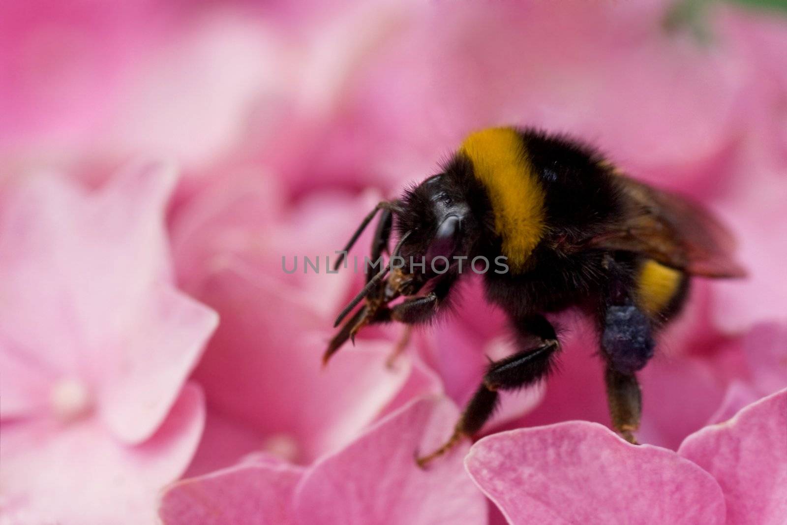 Bumble bee resting on pink hortensia flowers cleaning tongue from pollen