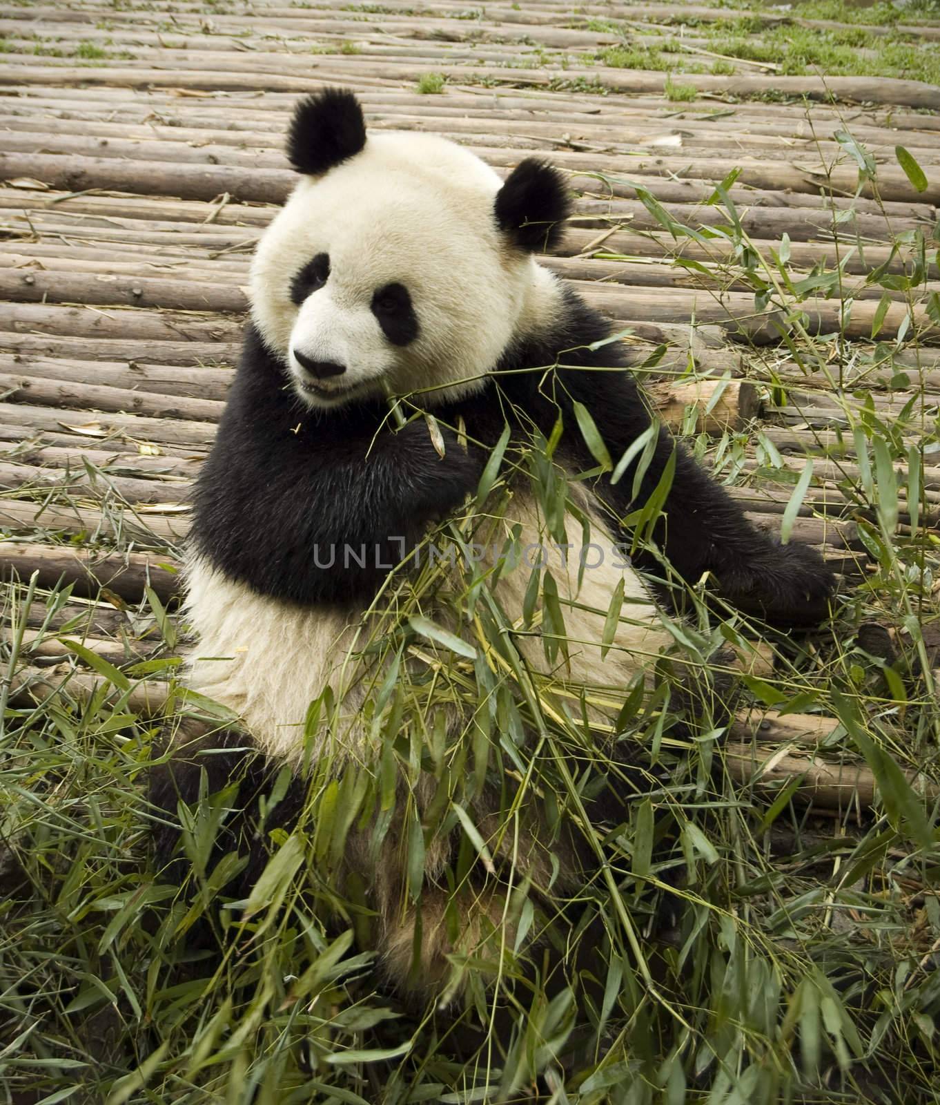 panda feeding  by szefei