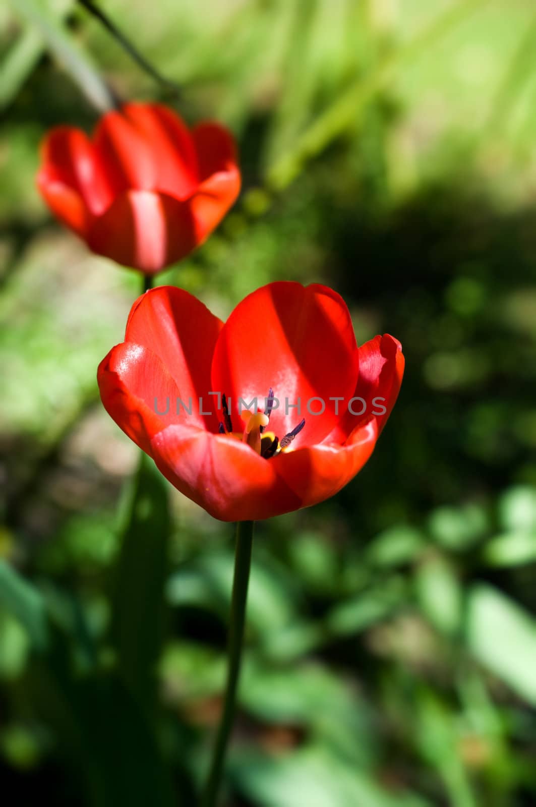 Close up shot of a poppy with shadows and shallow depth of field