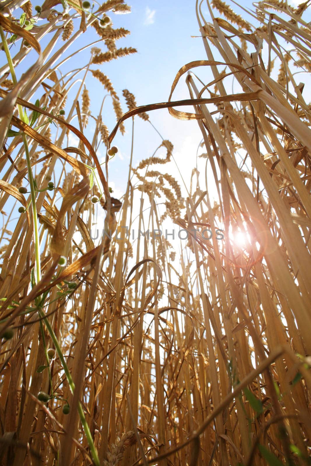 field of corn with a sunny sky