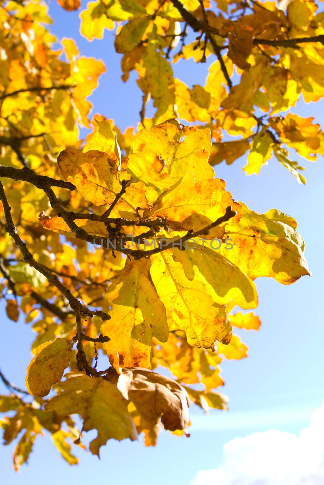 autumn oak leaves against blue sky