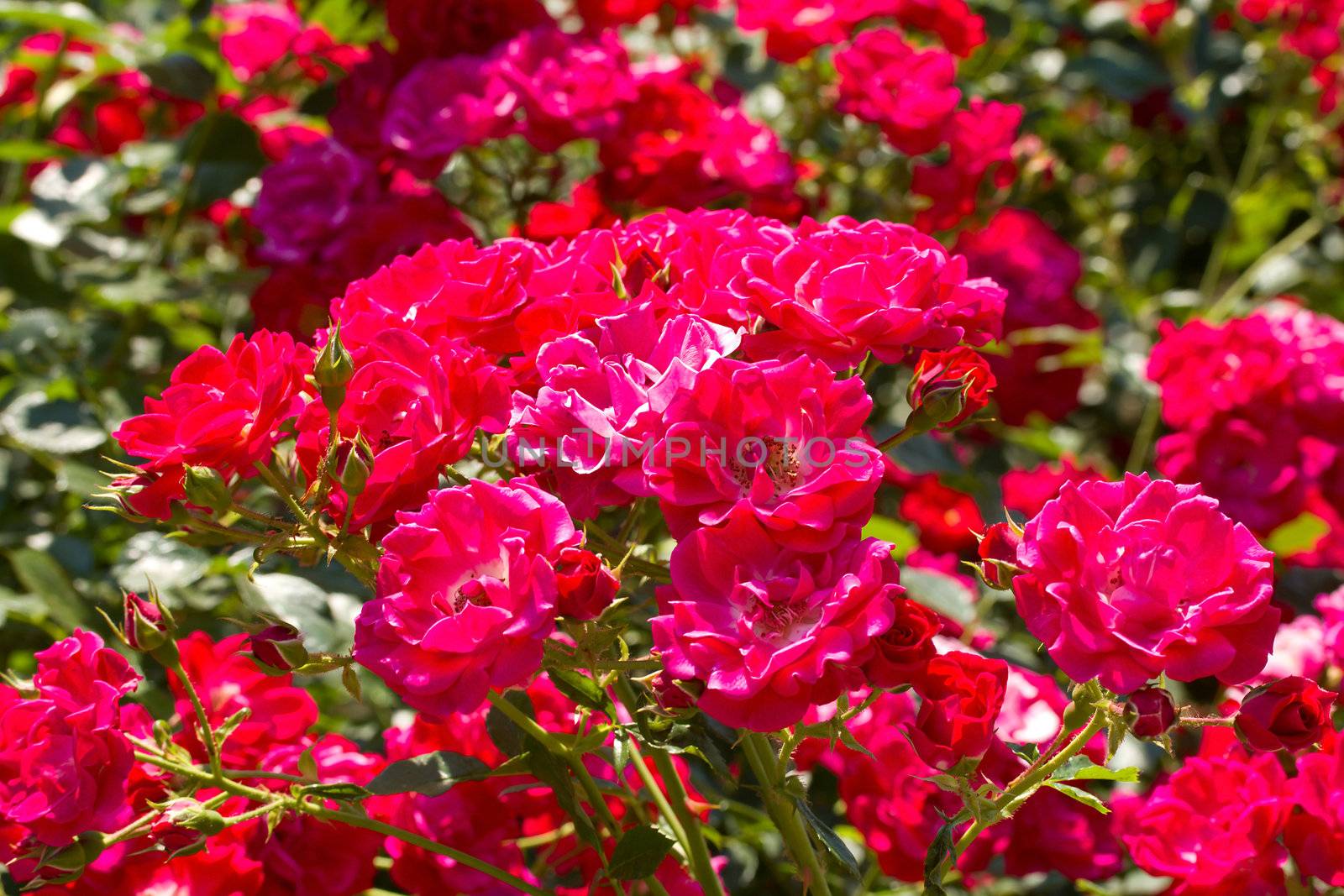 bush of beautiful pink roses by Alekcey