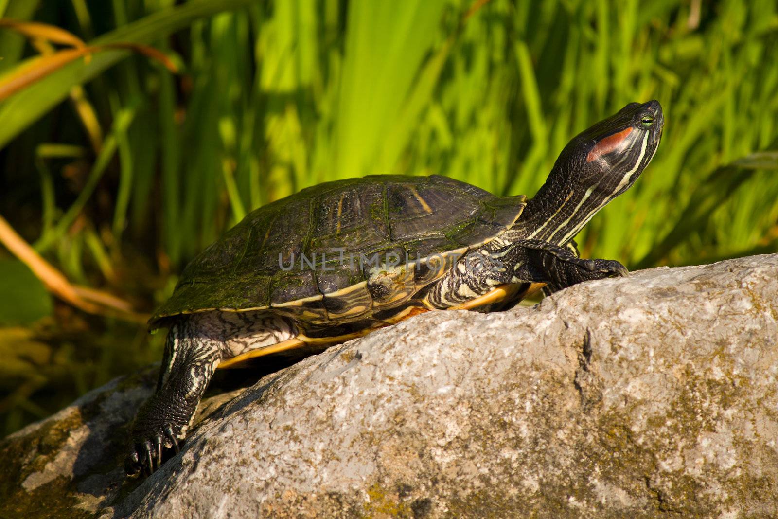 tortoise sitting on stone by Alekcey