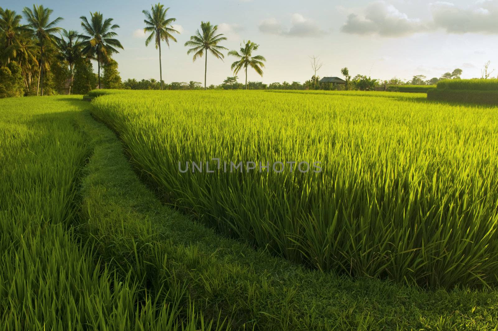 Terrace rice fields. by szefei