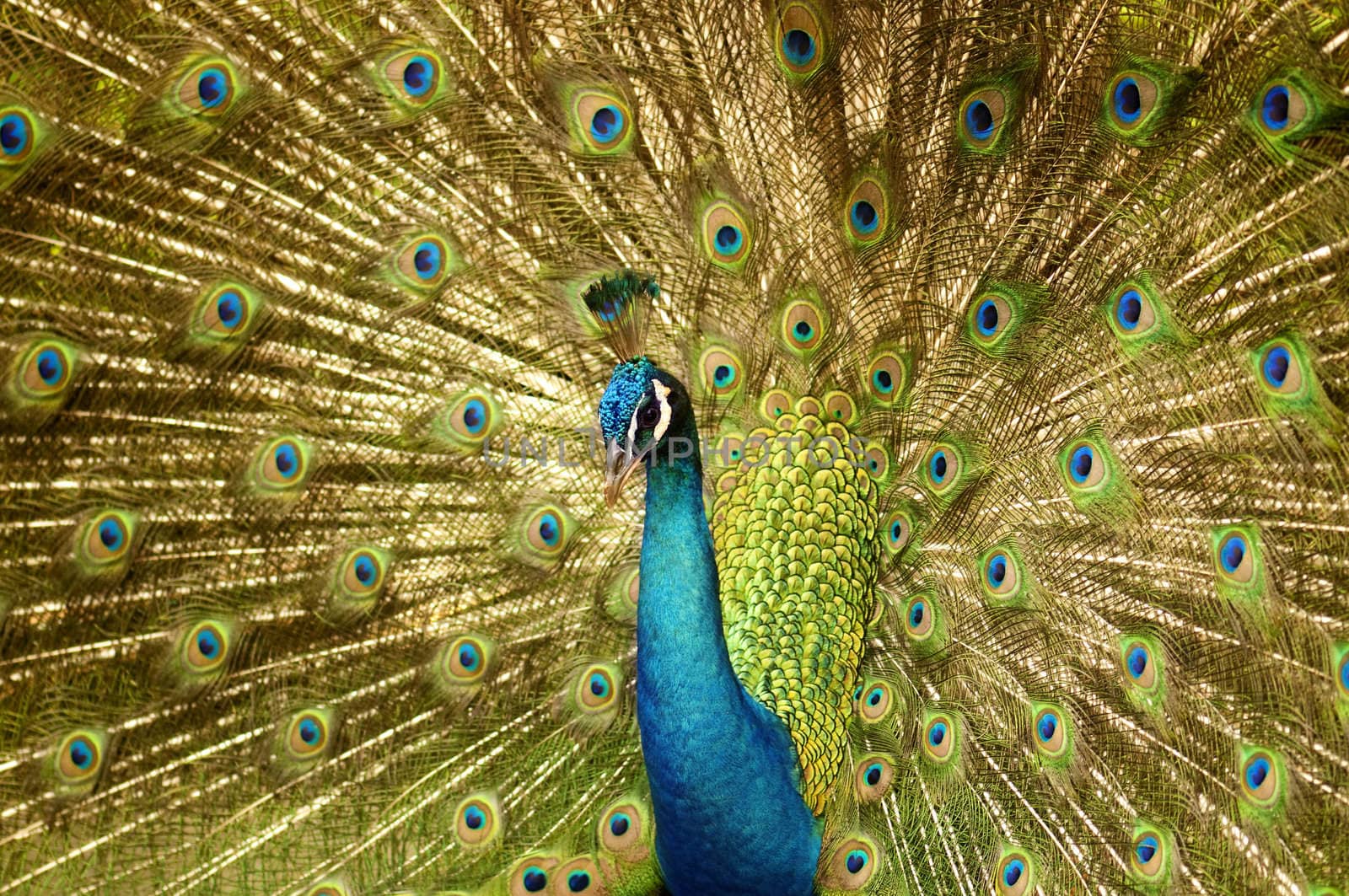 Portrait of Peacock with Feathers Out.