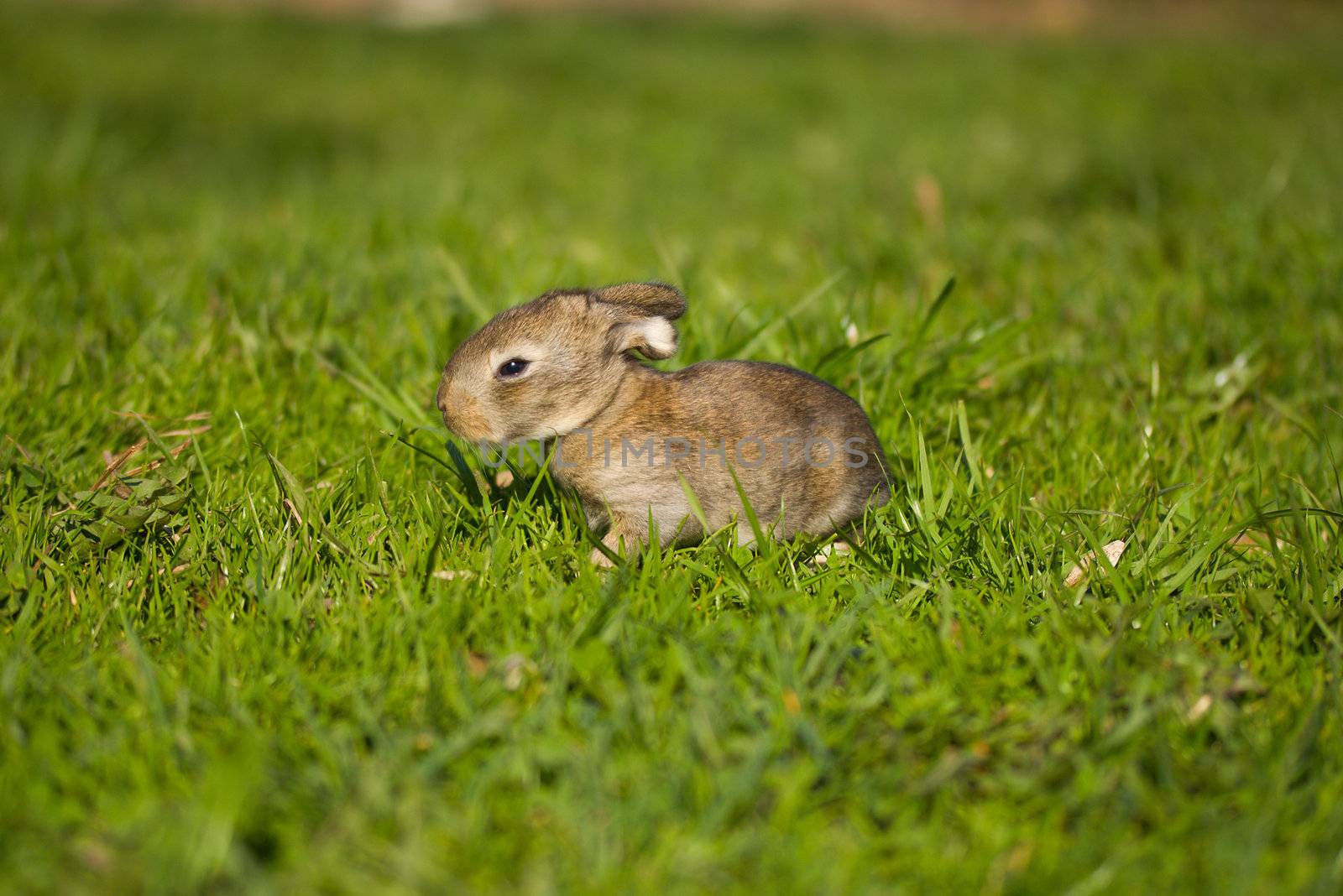 gray bunny on green grass background