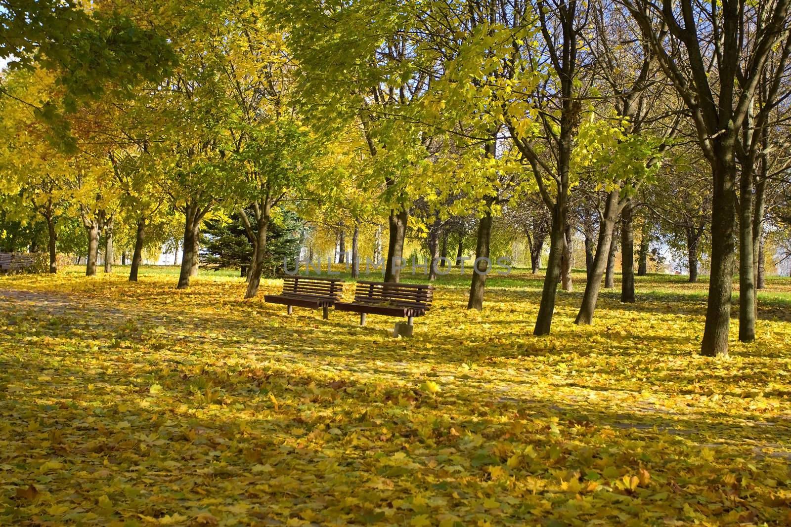 leaf fall in autumn park by Alekcey