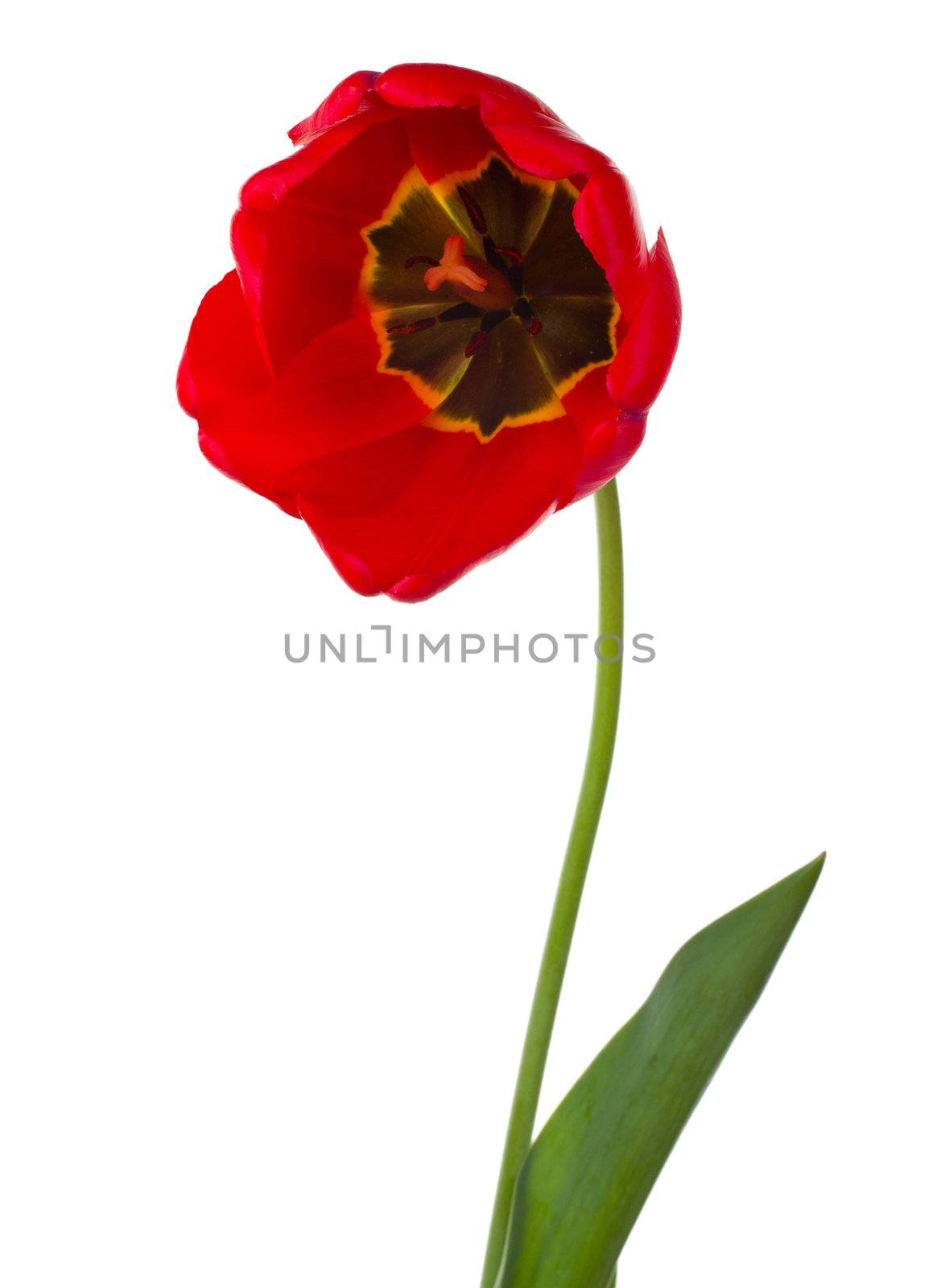 close-up red tulip, isolated on white
