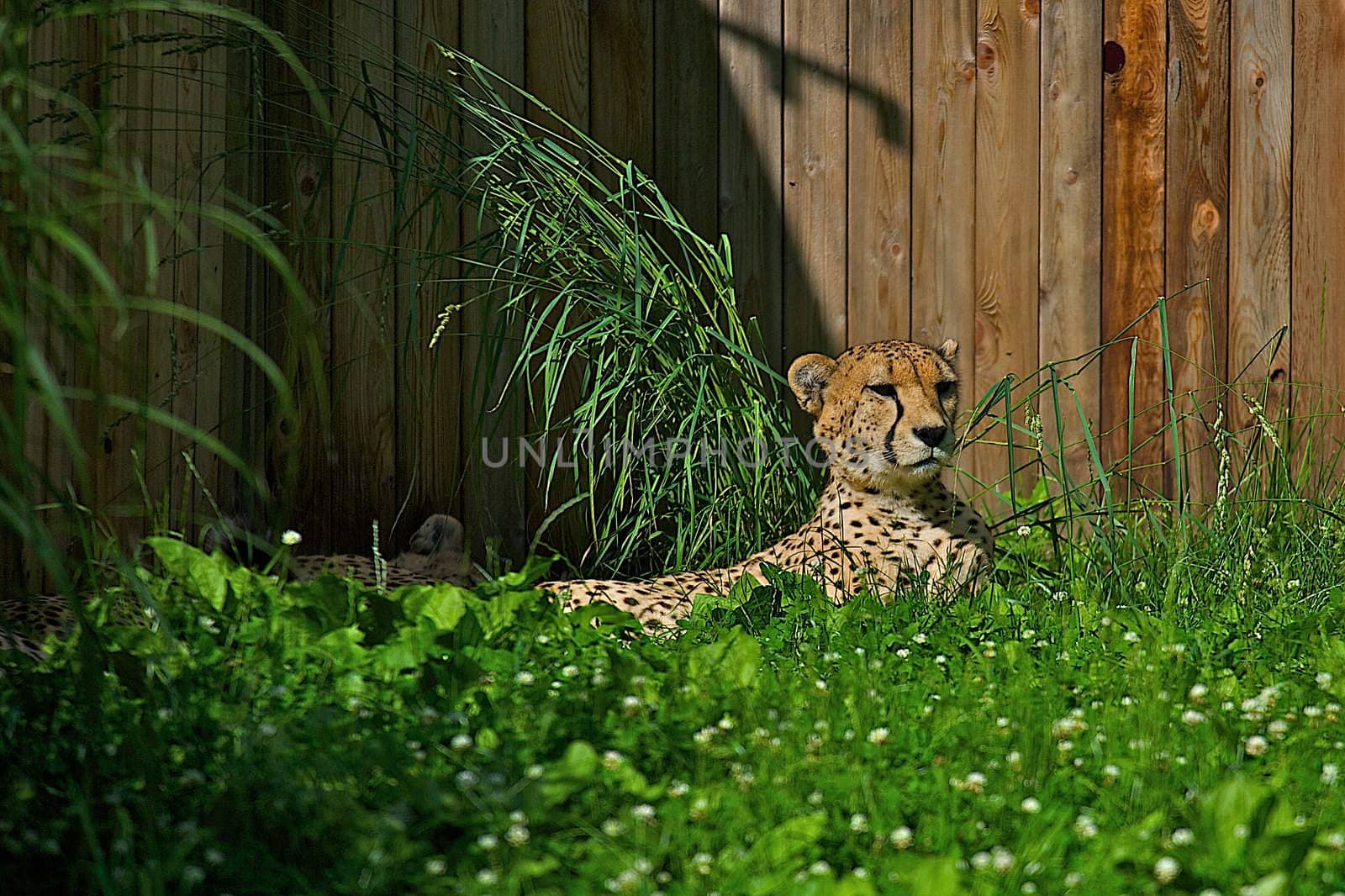 Mother Cheetah  by dmvphotos